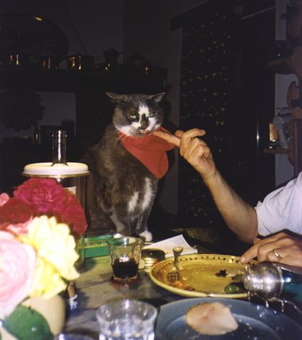 A picture named Il Gatto jpg.jpg