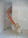 A picture named Giraffa-p.jpg