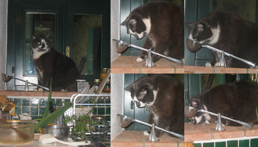 A picture named 4GATTI.jpg