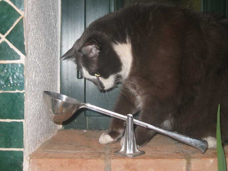 A picture named gattog.jpg