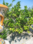 A picture named i-limoni-di-Lorenzop.jpg